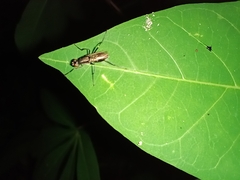 Eudmeta marginata