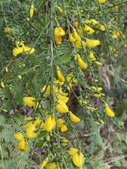 Cytisus scoparius