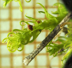 Tortella squarrosa