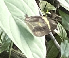 Pieriballia viardi