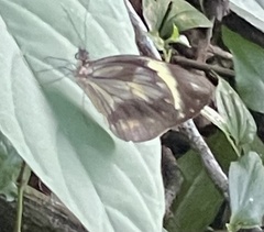 Pieriballia viardi