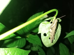 Xenocatantops humilis