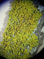 Xanthomendoza weberi