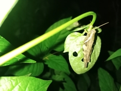 Xenocatantops humilis