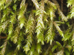 Thamnobryum alopecurum