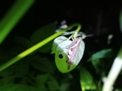 Xenocatantops humilis