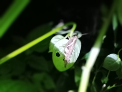 Xenocatantops humilis