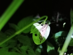 Xenocatantops humilis