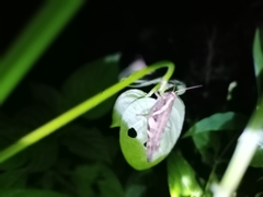 Xenocatantops humilis