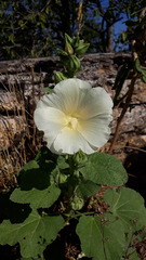 Alcea