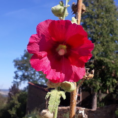 Alcea