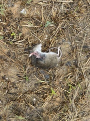Oryzomys palustris