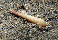 Terebra funiculata