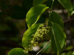 Celastrus paniculatus