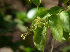 Celastrus paniculatus