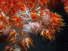 Testudovolva ericae