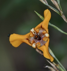 Cypella herbertii