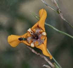 Cypella herbertii