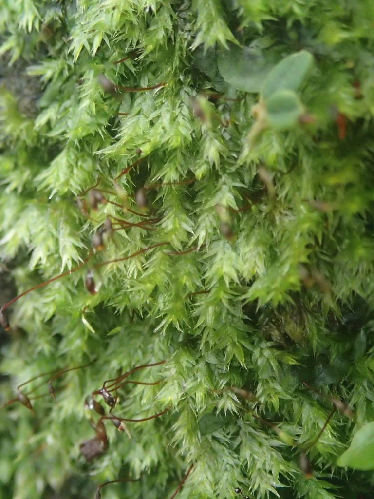 Leucomium strumosum (Leucomium strumosum)