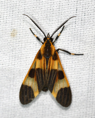 Dycladia emerita