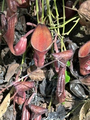 Aristolochia maxima