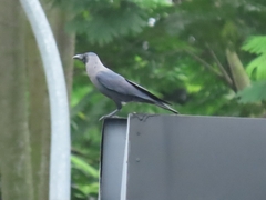 Corvus splendens