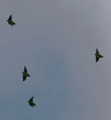 Graydidascalus brachyurus