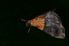Agrotera basinotata