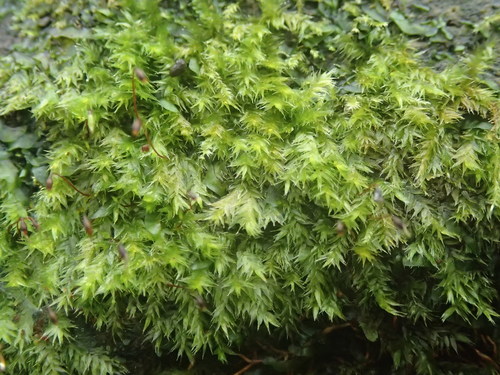 Leucomiaceae