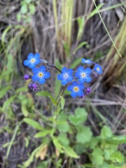 Myosotis semiamplexicaulis