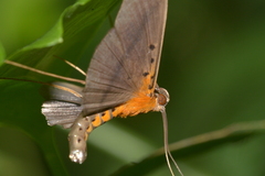 Filodes fulvidorsalis