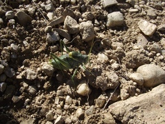 Polysarcus denticauda