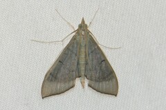 Poliobotys ablactalis