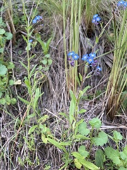 Myosotis semiamplexicaulis
