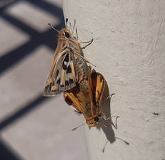 Hylephila fasciolata