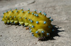 Saturnia pyri