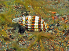 Vexillum discolorium