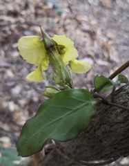 Prestonia mollis