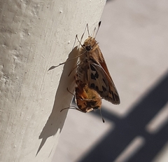 Hylephila fasciolata