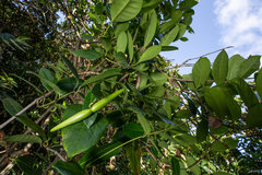 Strophanthus divaricatus