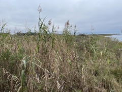 Phragmites karka