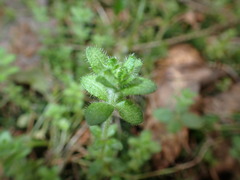 Cruciata