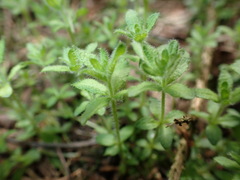 Cruciata