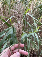 Phragmites karka