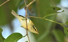 Phylloscopus affinis