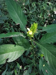 Barleria oenotheroides