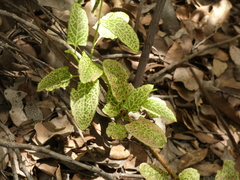 Muehlenbeckia hastulata