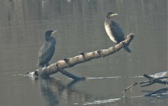 Phalacrocorax carbo