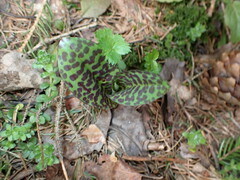 Dactylorhiza fuchsii