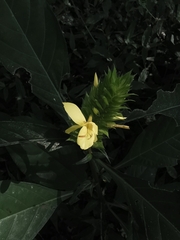 Barleria oenotheroides